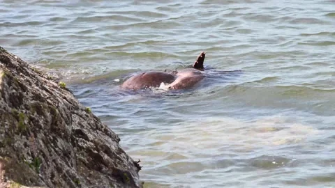 River otter in the wild Stock Footage 150982214