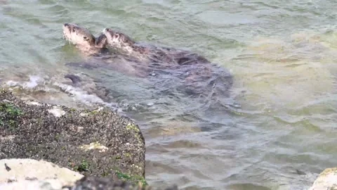 River otter in the wild Stock Footage 150982215