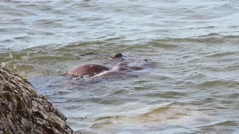 River otter in the wild 動画素材 150982223