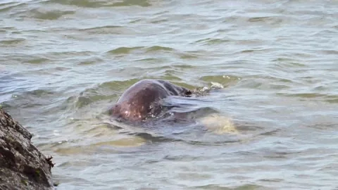 River otter in the wild Stock Footage 150982225