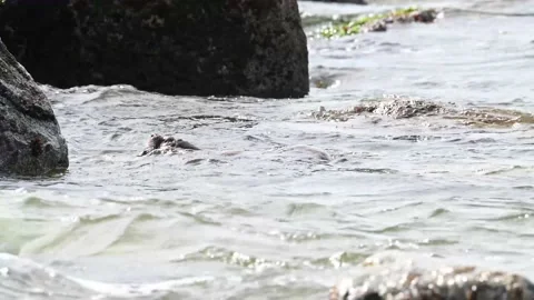 River otter in the wild Stock Footage 150982228