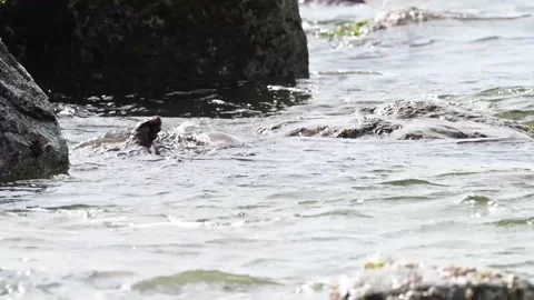 River otter in the wild Stock-Footage 150982229
