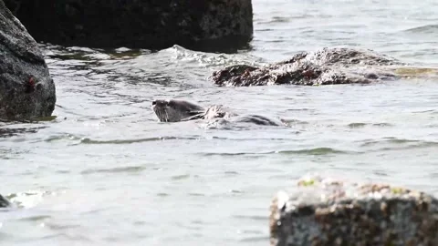 River otter in the wild Stock Footage 150982235