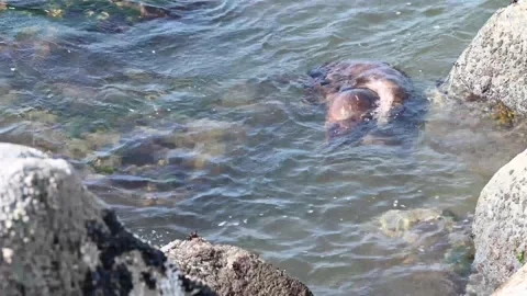 River otter in the wild Vídeo Stock 150982253