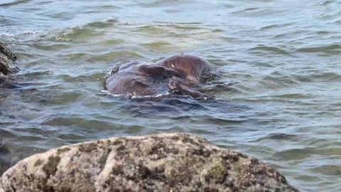 River otter in the wild 스톡 동영상 150982266