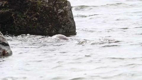 River otter in the wild 스톡 동영상 150982269