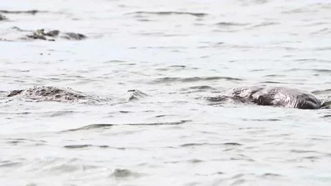 River otter in the wild Stock Footage 150982276