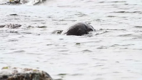 River otter in the wild Видео 150982277