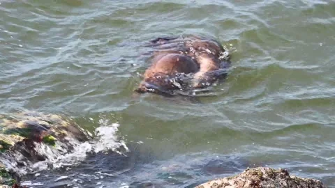 River otter in the wild Stock Footage 150982283