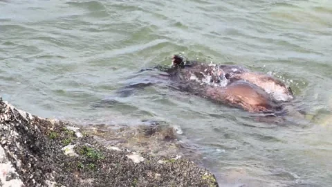 River otter in the wild Видео 150982294