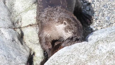 River otter in the wild Stock Footage 150982298