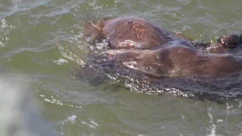 River otter in the wild Видео 150982313