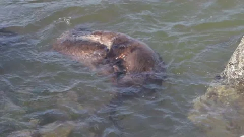 River otter in the wild 스톡 동영상 150982318