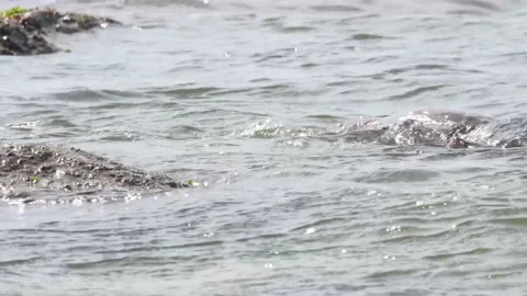 River otter in the wild Stock Footage 150982321