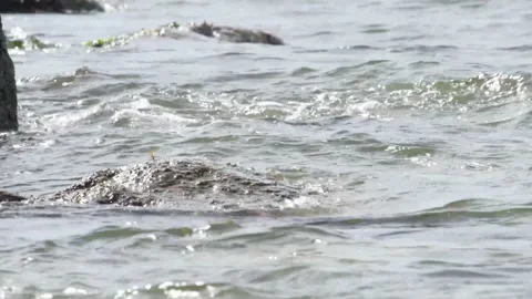 River otter in the wild 스톡 동영상 150982328