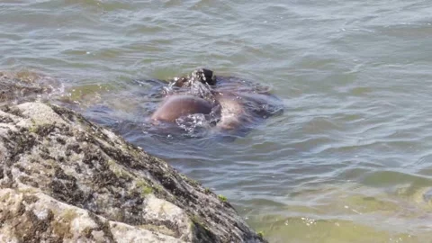 River otter in the wild Stock Footage 150982333
