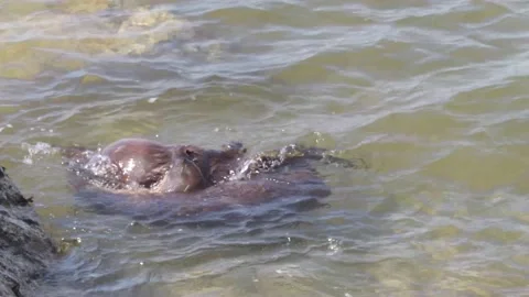 River otter in the wild Video stock 150982340