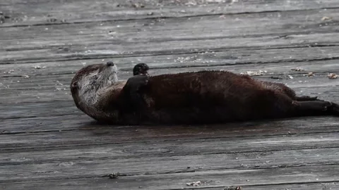 River otter in the wild Stock Footage 150982360