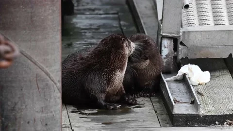 River otter in the wild Видео 150982373