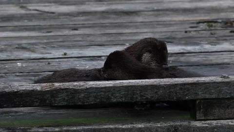 River otter in the wild Видео 150982374