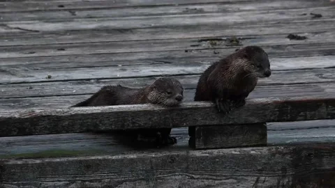 River otter in the wild Stock Footage 150982386