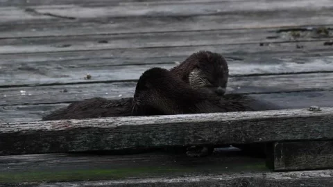 River otter in the wild Видео 150982387