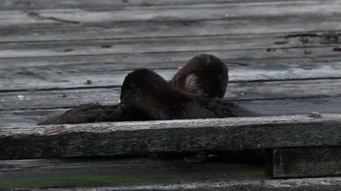 River otter in the wild Видео 150982393