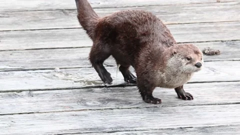River otter in the wild 動画素材 150982400