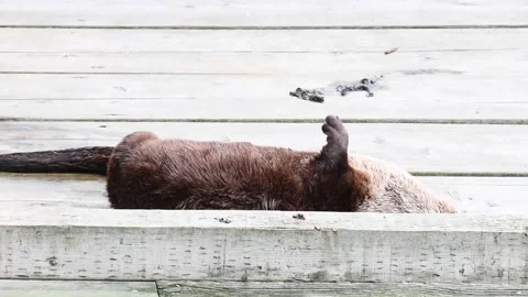 River otter in the wild Stock Footage 150982406