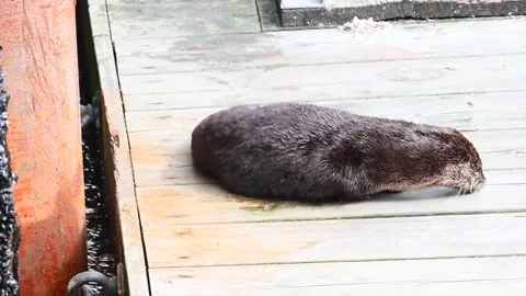 River otter in the wild Stock Footage 150982407