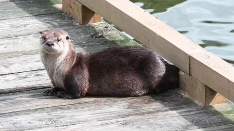 River otter in the wild Видео 150982413
