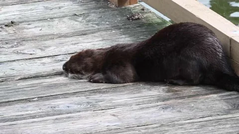 River otter in the wild Stock Footage 150982414