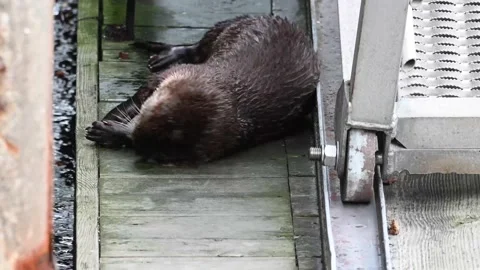 River otter in the wild 스톡 동영상 150982425