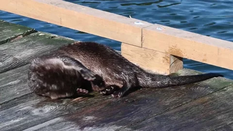 River otter in the wild Stock Footage 150982431