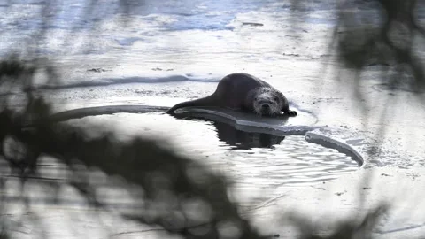 River otter in the wild Видео 300405676