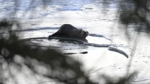 River otter in the wild 動画素材 300405683