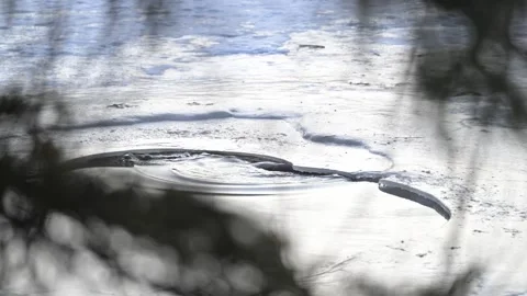 River otter in the wild 스톡 동영상 300405685