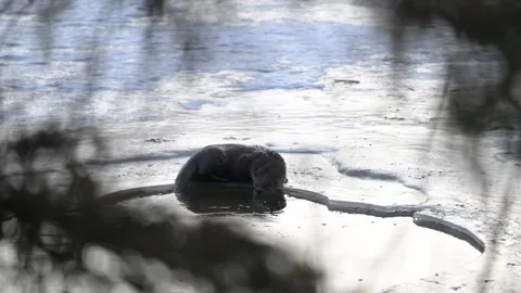 River otter in the wild Stock Footage 300405691