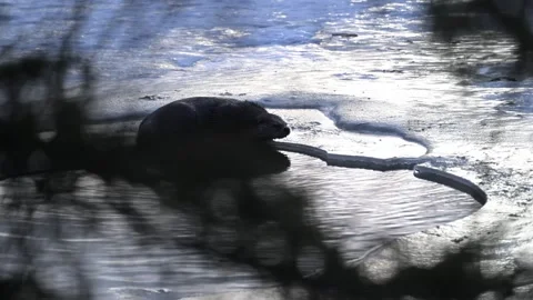 River otter in the wild Stock Footage 300405697