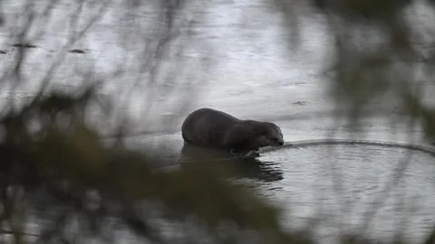River otter in the wild Stock Footage 300405700