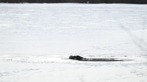 River otter in the wild Видео 300405726