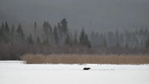 River otter in the wild Vídeo Stock 300405727