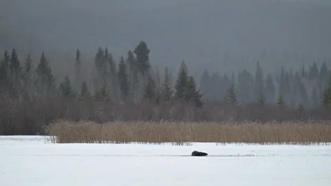 River otter in the wild Stock Footage 300405739