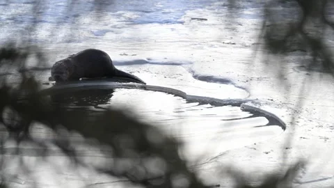 River otter in the wild Stock Footage 310909869