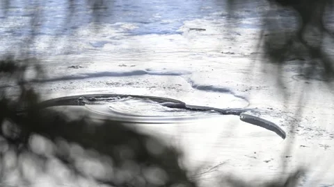 River otter in the wild Stock Footage 310909906