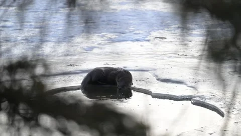 River otter in the wild Stock Footage 310909914