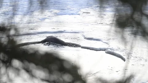 River otter in the wild Stock Footage 310909918