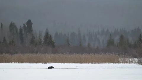 River otter in the wild Stock Footage 310909988