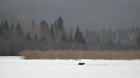 River otter in the wild Stock Footage 310909992