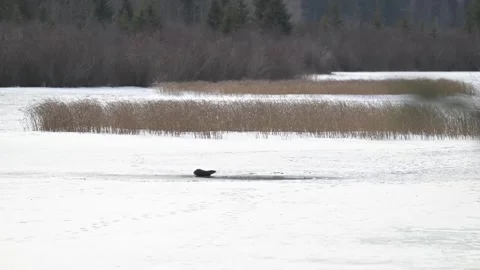 River otter in the wild 動画素材 310910022